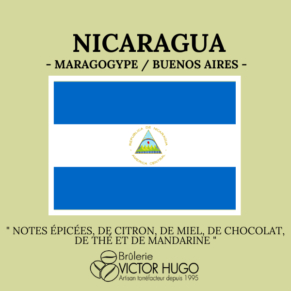 Nicaragua - Maragogype - BUENOS AIRES - Brûlerie Victor Hugo